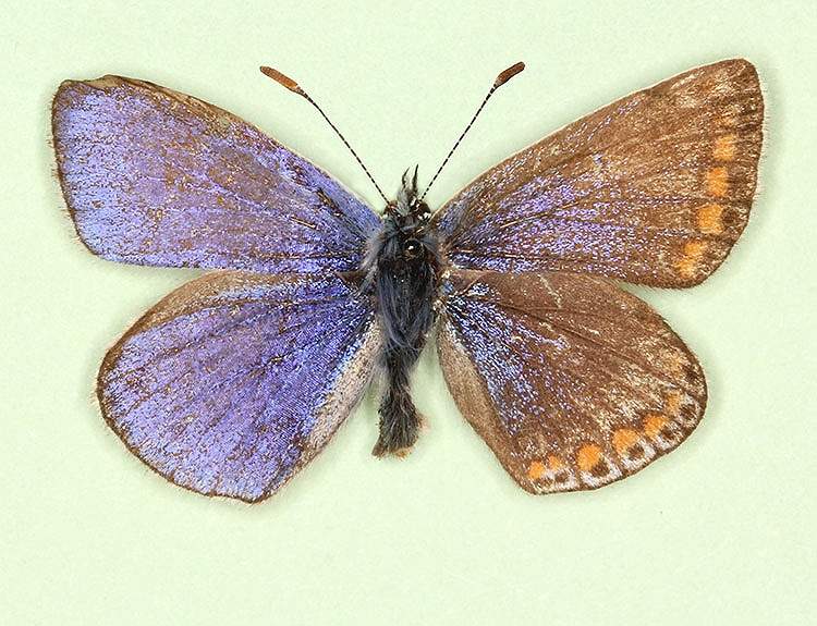 Polyommatus icarus (bilateral gynandromorph 2) (Internet Image property of respective owner, non-commercial use only)